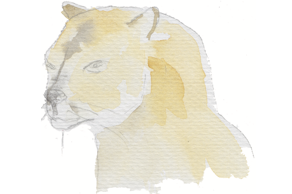 The Catamount by Sarah Van Arsdale